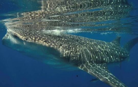 Aquaworld Cancun Whale Shark
